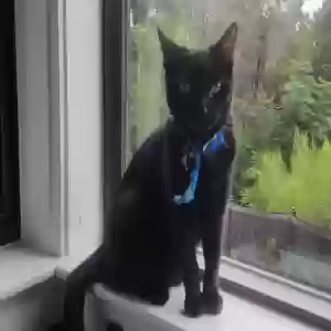 lost female cat lua