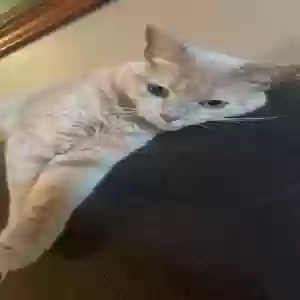 lost female cat peaches
