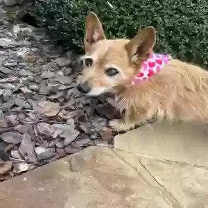 lost male dog unknown