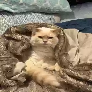 lost female cat peanut