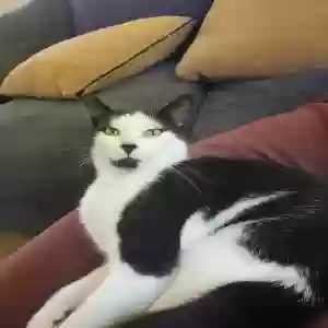 lost male cat gideon