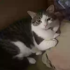 lost male cat qt (cutie)