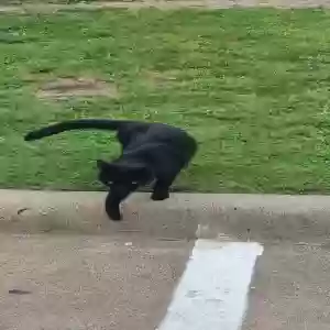found unknown cat unknown