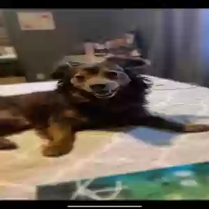 lost male dog coco