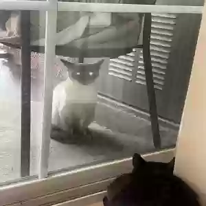found unknown cat unknown