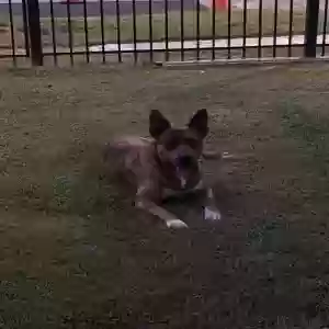 lost male dog dingo