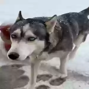 lost female dog nira (near-uh)