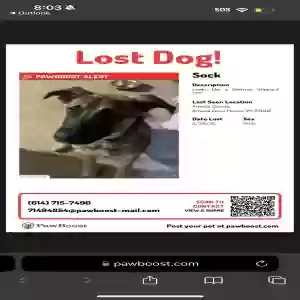 lost male dog sock