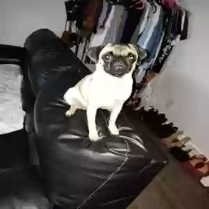 lost female dog jupiter