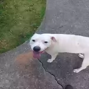 lost female dog skyy