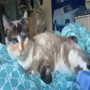 lost female cat unknown