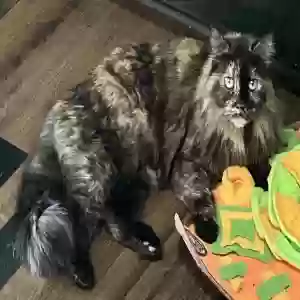 lost female cat misty blue