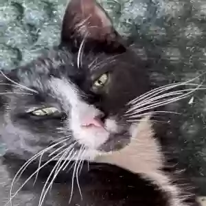 lost male cat oliver