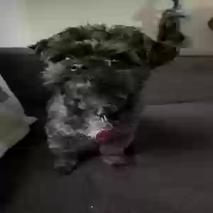 lost female dog diamond