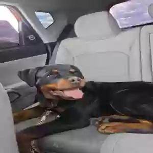 lost male dog spooky