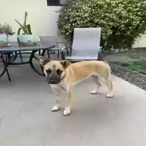 found male dog unknown