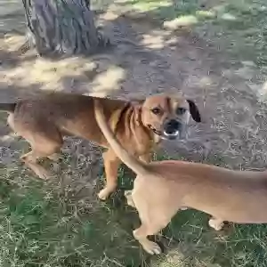 lost male dog boss