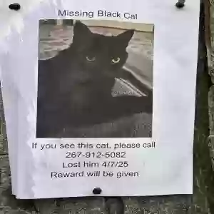 lost male cat blacky