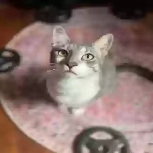 lost male cat pepper