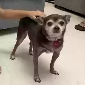 lost female dog maya