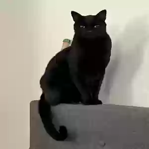 lost male cat charcoal