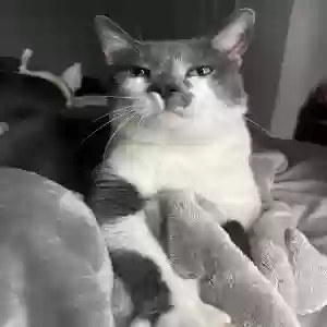 lost male cat turbo