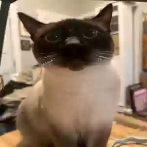 lost male cat tato (potato)