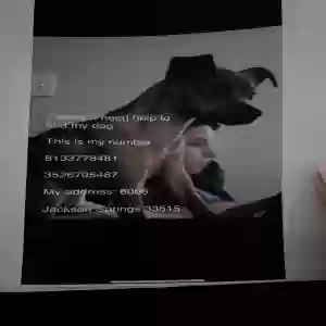 lost female dog akira