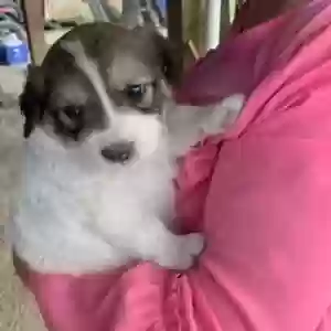lost female dog luna