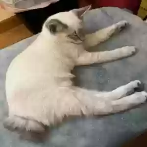 lost male cat unknown