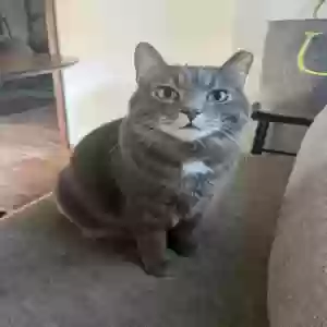 lost male cat oscar