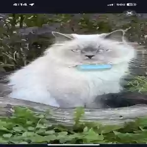 lost female cat dior