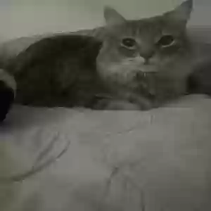 lost male cat eros