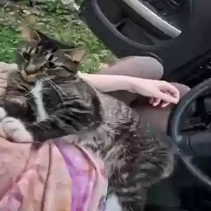 found unknown cat unknown