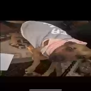 lost female dog layla