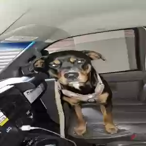 lost female dog sadie