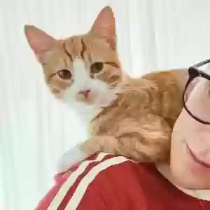 lost male cat leo