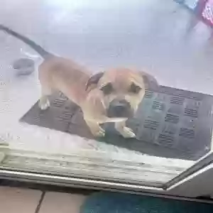 found male dog unknown
