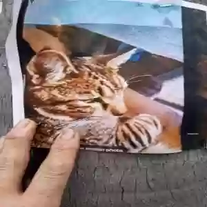 lost male cat felix