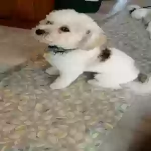 lost female dog patches