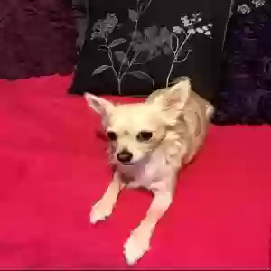lost female dog mia