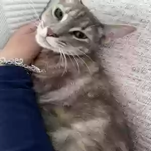 lost female cat forest