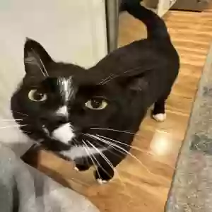 lost male cat oliver
