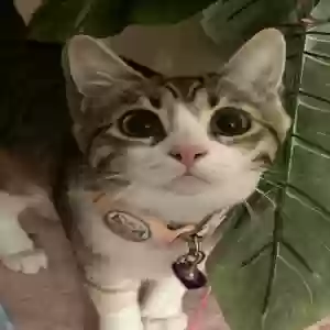 lost female cat cleo