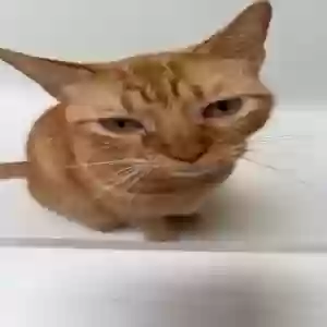 lost male cat oliver
