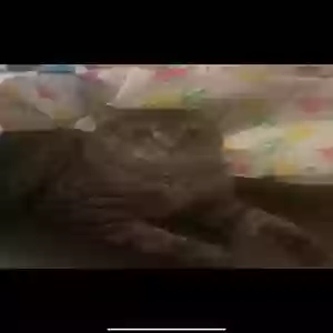 lost male cat poseidon