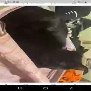 lost female cat unknown