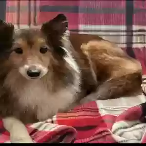 lost female dog unknown