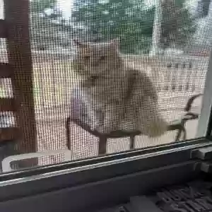 lost male cat beezer