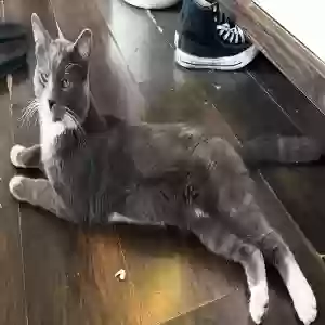 lost male cat smokey